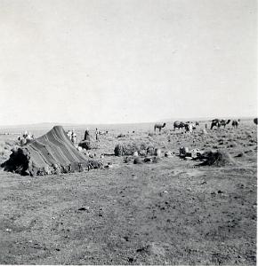 CRAMPEL 1959  (4)